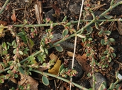 Polygonum aviculare ssp. depressum