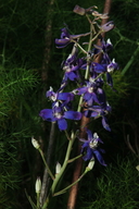 Delphinium parryi ssp. maritimum