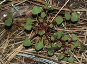 Claytonia rubra ssp. rubra