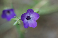 Pholistoma auritum var. auritum