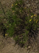 Linear Leaved Goldenbush