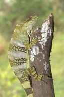 Giant Banded Anole