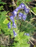 Aconitum columbianum