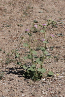 Sphaeralcea ambigua ssp. rosacea