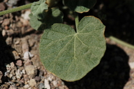 Sphaeralcea ambigua ssp. rosacea