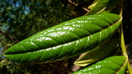 Diospyros gaultheriifolia