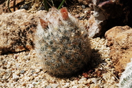Orcutt's Foxtail Cactus