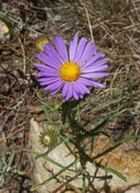Patterson Aster