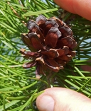 Pinus contorta ssp. latifolia