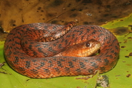 Florida Green Water Snake (red Phase)