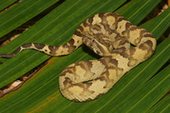 At-nosed Pit Viper
