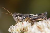 Striking Short-wing Grasshopper