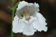 Penstemon fruticiformis ssp. amargosae