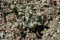 Chaenactis alpigena
