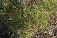 Ericameria albida
