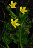 Ranunculus orthorhynchus var. orthorhynchus