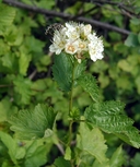 Physocarpus capitatus