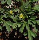 Sibbaldia procumbens