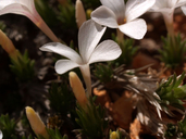Linanthus caespitosus