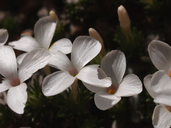 Linanthus caespitosus