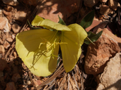 Oenothera howardii