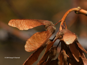 Acer macrophyllum