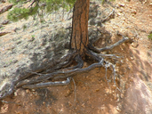 Pinus ponderosa var. scopulorum