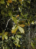 Quercus x morehus