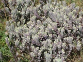 Chloropyron molle ssp. molle