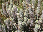 Chloropyron molle ssp. molle