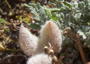 Astragalus purshii var. tinctus