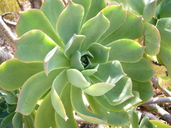 Aeonium canariense ssp. christii
