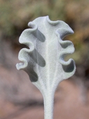 Enceliopsis nudicaulis ssp. corrugata
