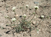 Chaenactis xantiana