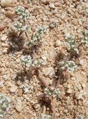 Chorizanthe spinosa