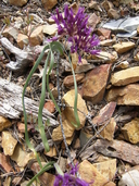 Allium falcifolium