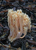 Straight-branched Coral Mushroom