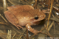 Pseudacris crucifer