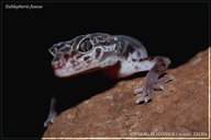 common leopard gecko