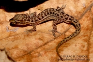 Square Spotted Gecko