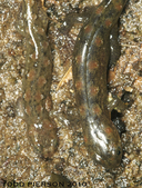 Desmognathus monticola