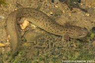Pseudotriton ruber