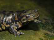 Ambystoma tigrinum