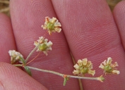 Eriogonum gracillimum