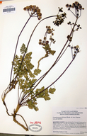Lomatium parvifolium var. parvifolium