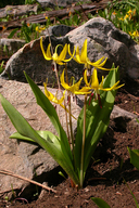 Yellow Avalanche-lily