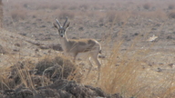 Gazella subgutturosa