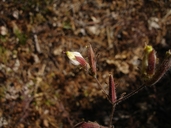 Cordylanthus tenuis ssp. tenuis