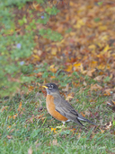 Turdus migratorius