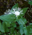 Photo of Ageratina shastensis